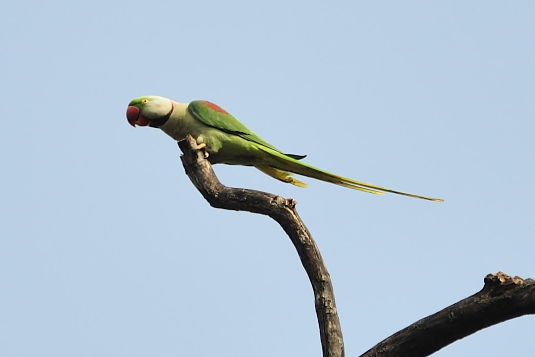 Папужець індійський - ML226160911