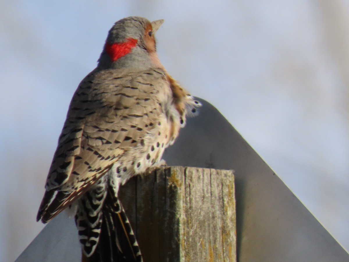 Northern Flicker - ML226161761