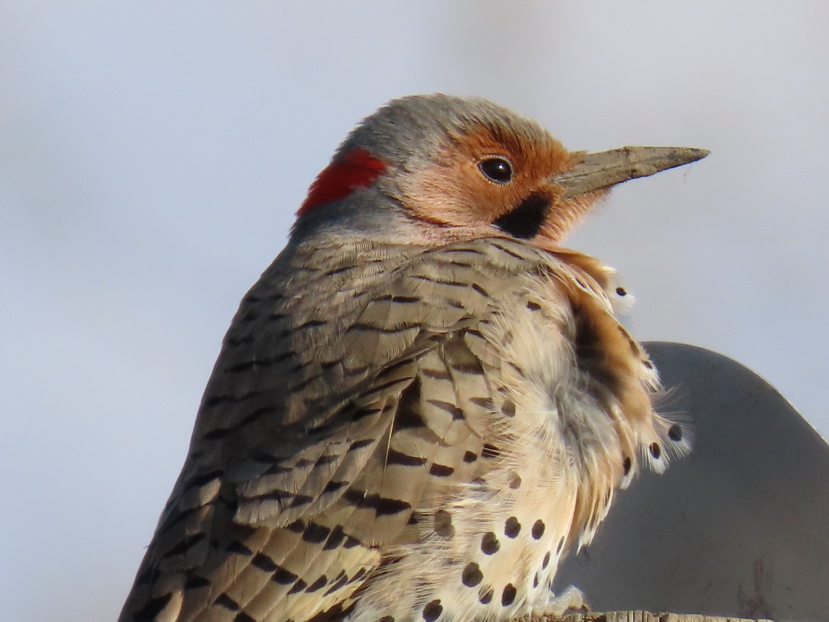 Northern Flicker - ML226161781