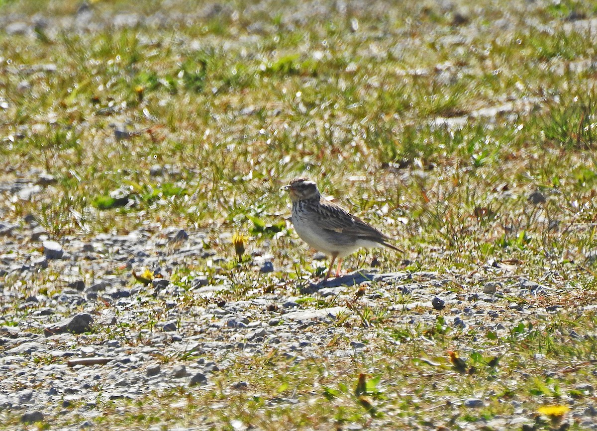 Wood Lark - ML226163271