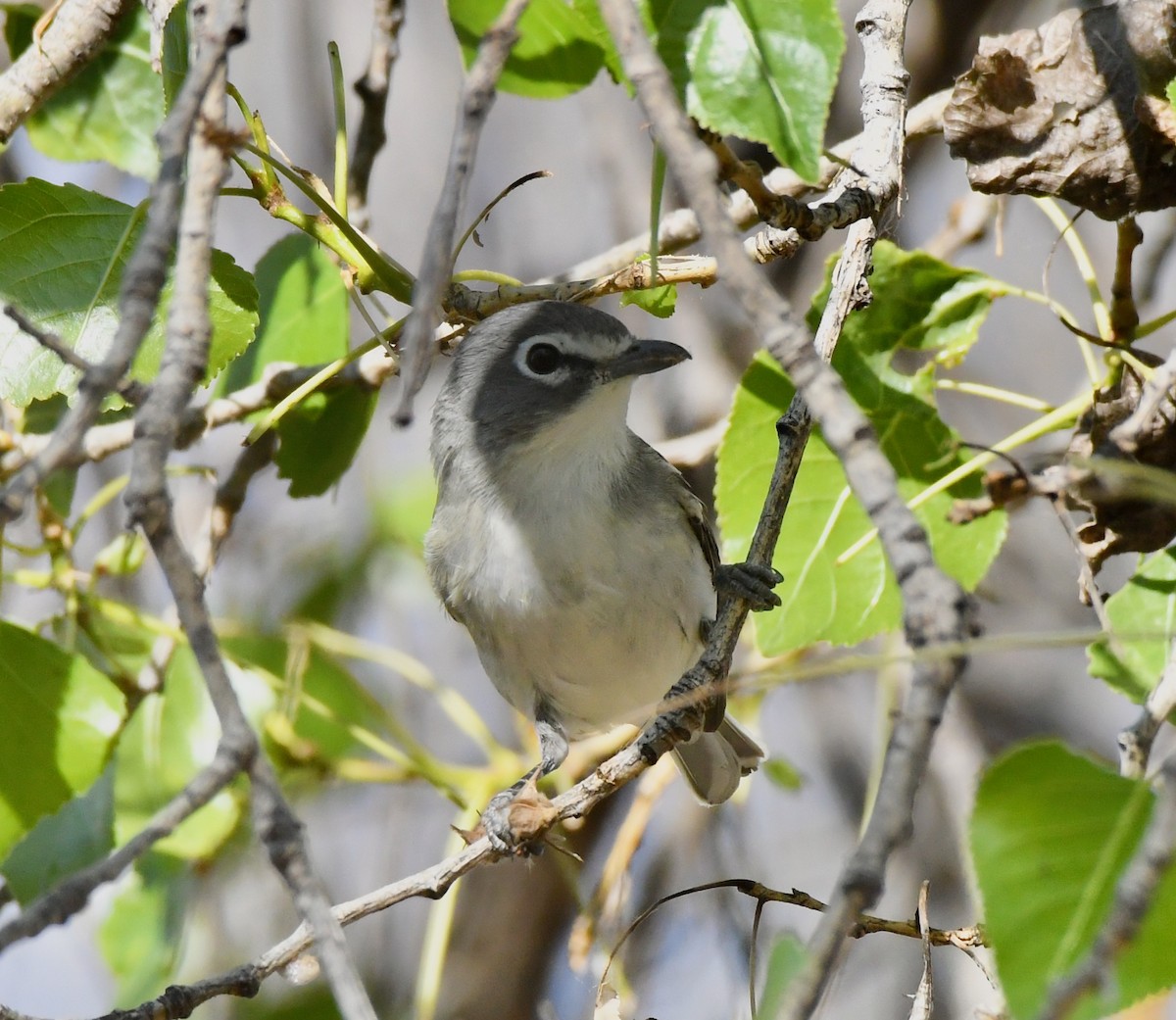 Plumbeous Vireo - ML226163571