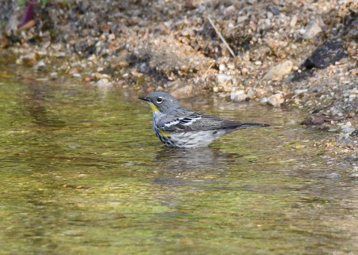 Yellow-rumped Warbler - ML226163761