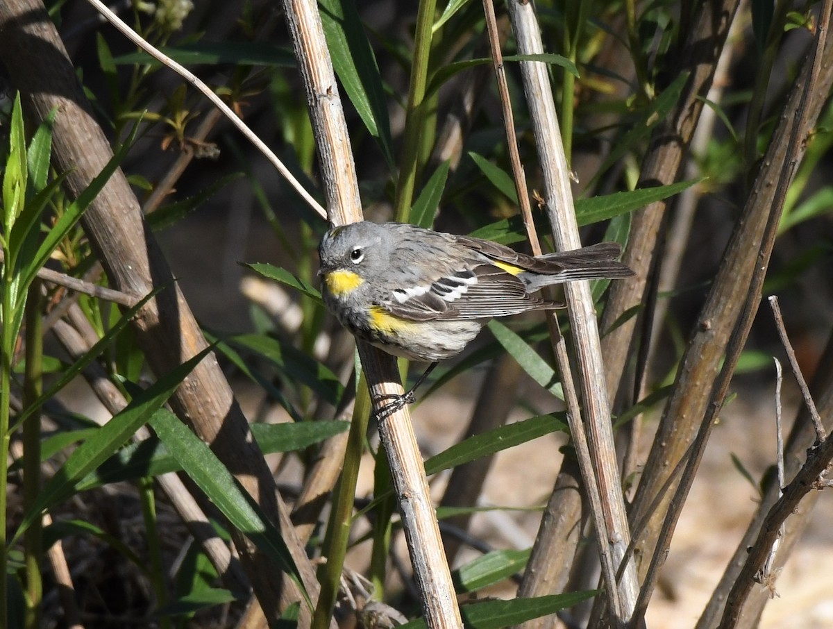 Yellow-rumped Warbler - ML226163781