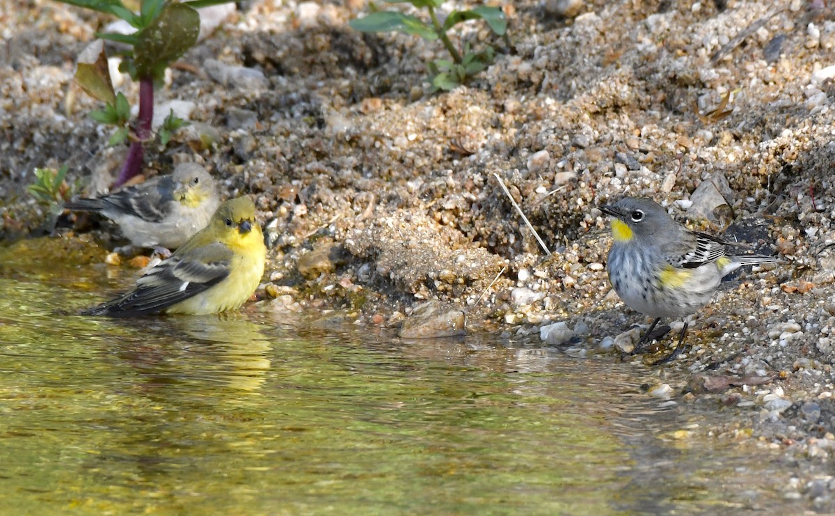 Yellow-rumped Warbler - ML226163811