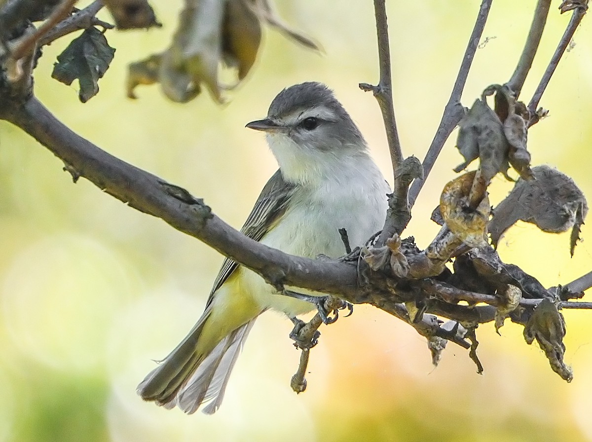 Ötücü Vireo - ML226166221