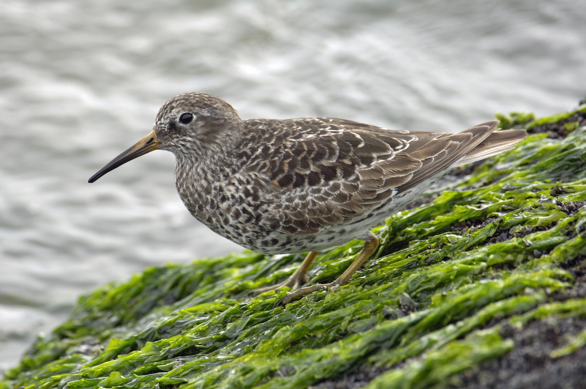 Purple Sandpiper - Bill Schmoker