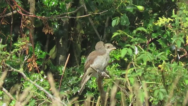 Red-backed Shrike - ML226167051