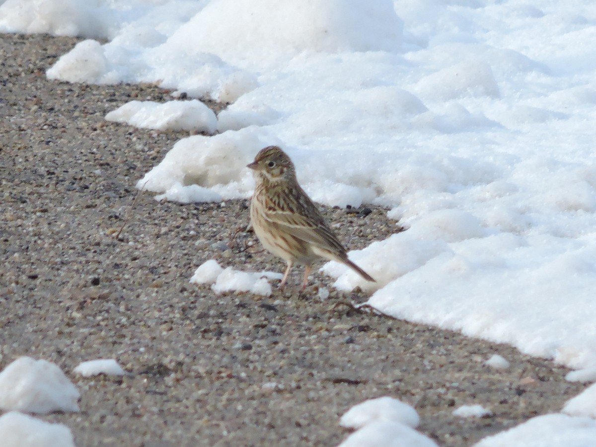 Vesper Sparrow - ML226168111