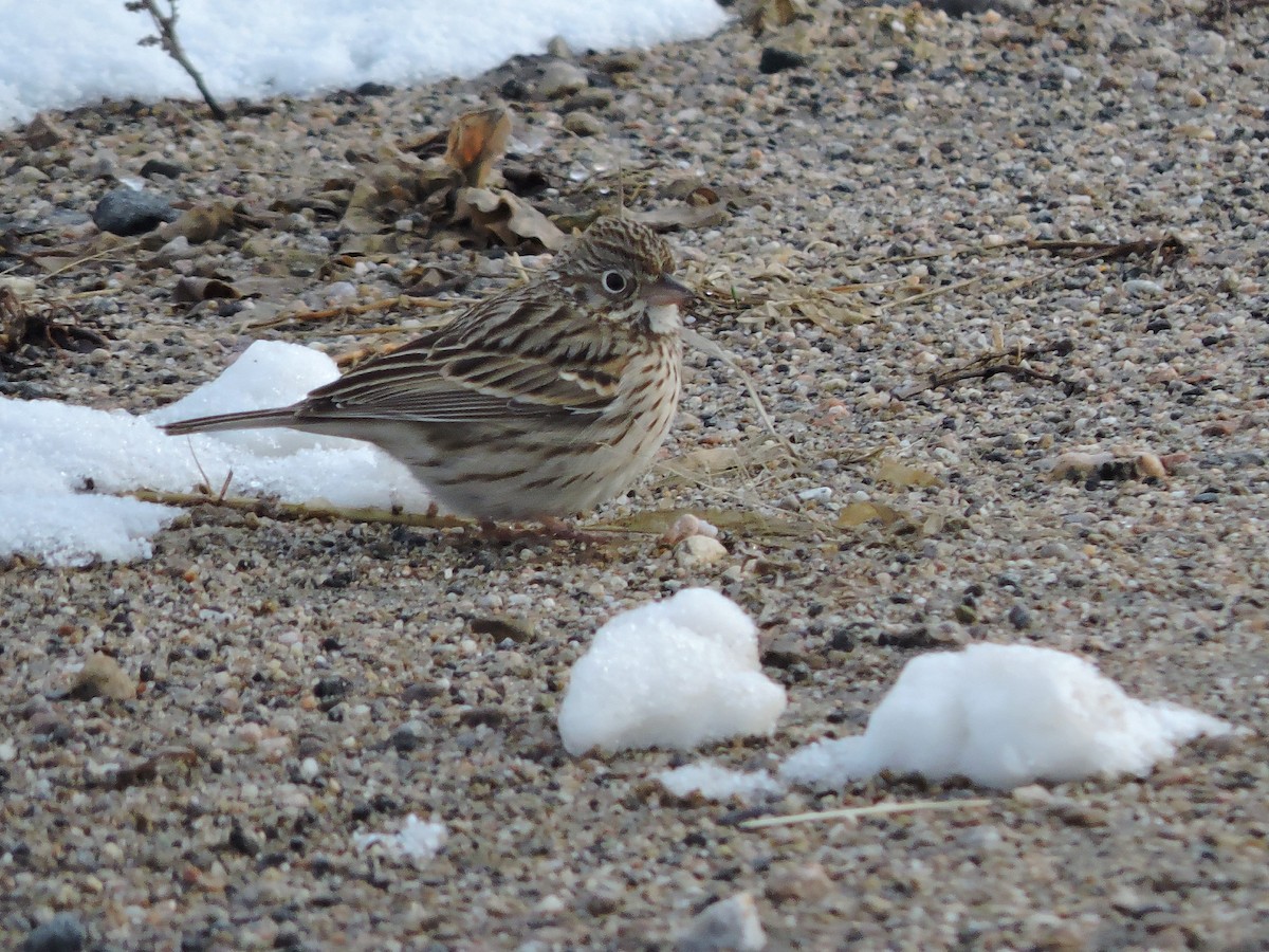 Vesper Sparrow - ML226168121