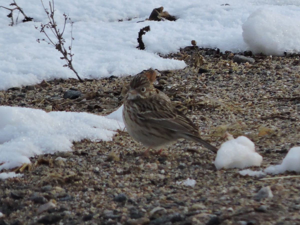 Vesper Sparrow - ML226168131