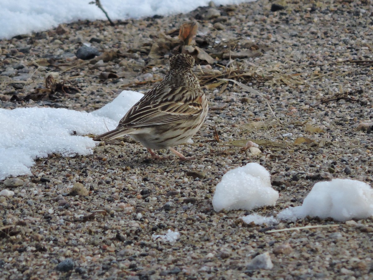 Vesper Sparrow - ML226168151