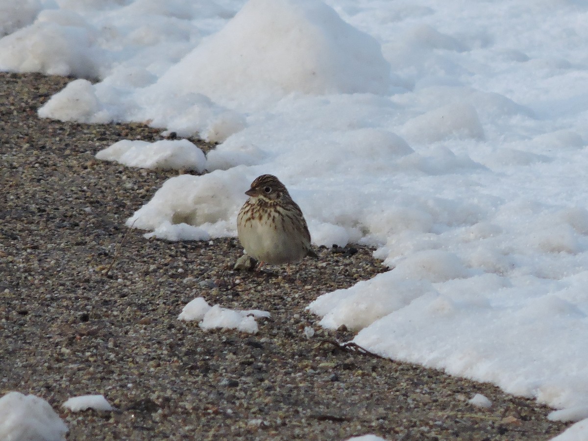 Vesper Sparrow - ML226168161