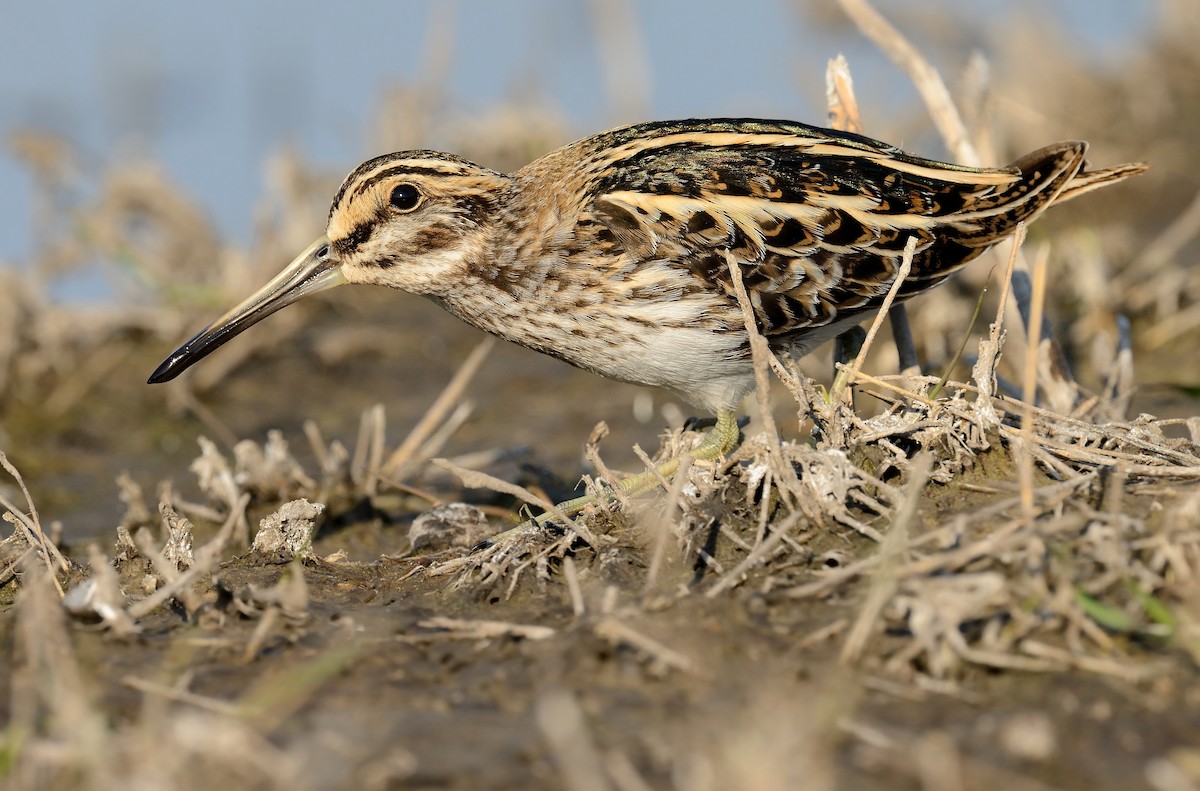 Jack Snipe - ML226171051