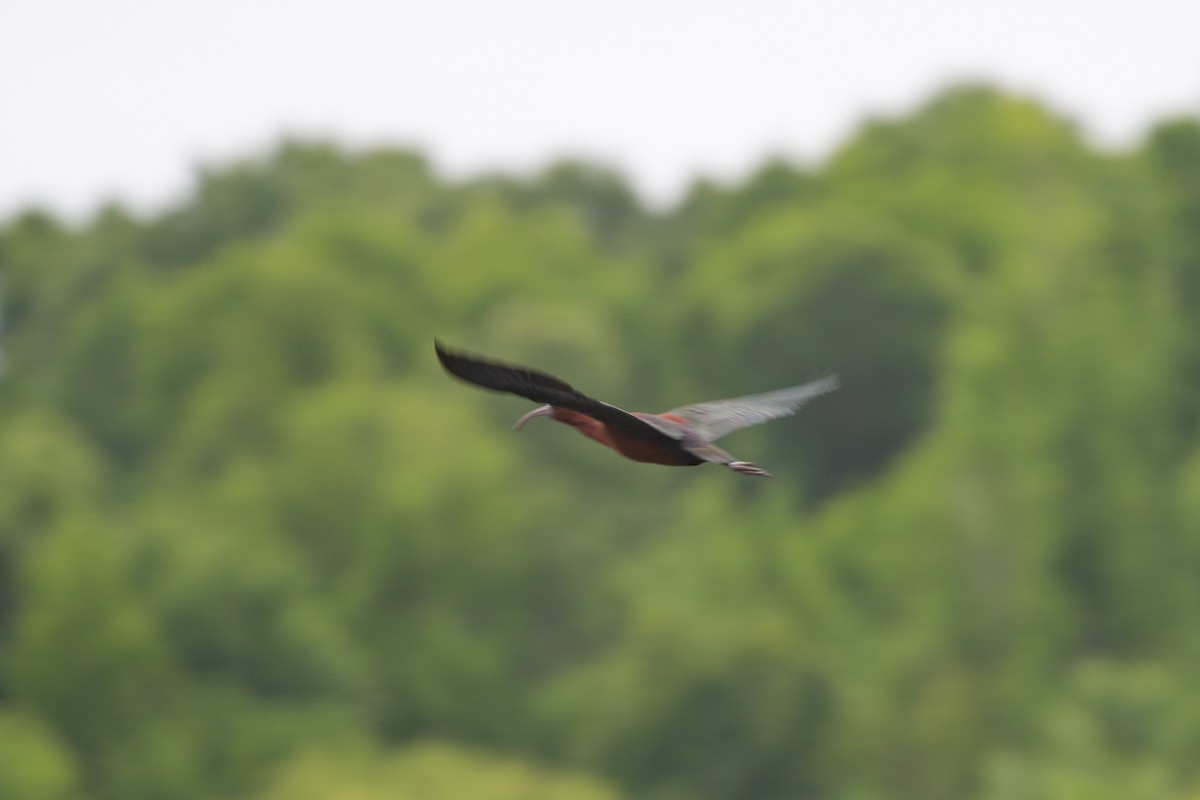 Glossy Ibis - ML226174091