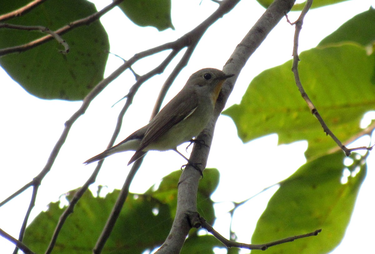 Taiga Flycatcher - ML22617481