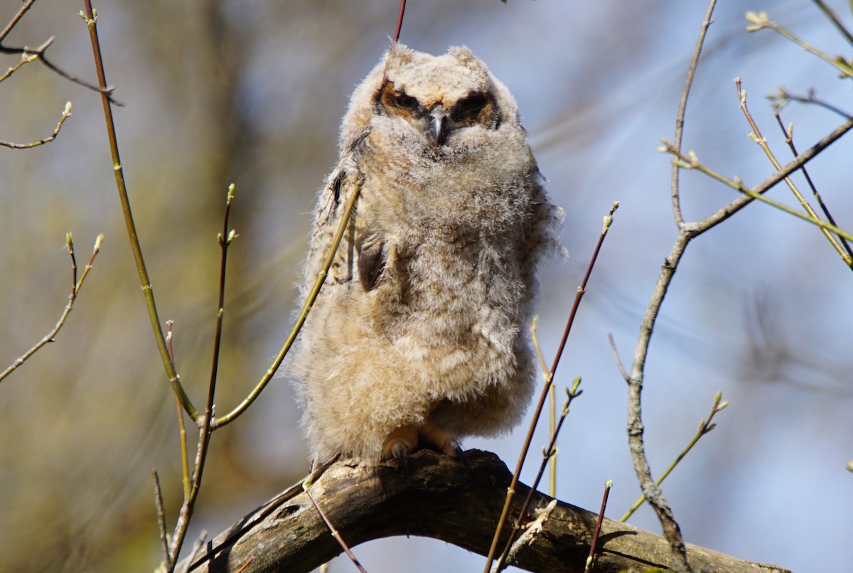 Great Horned Owl - ML226174831