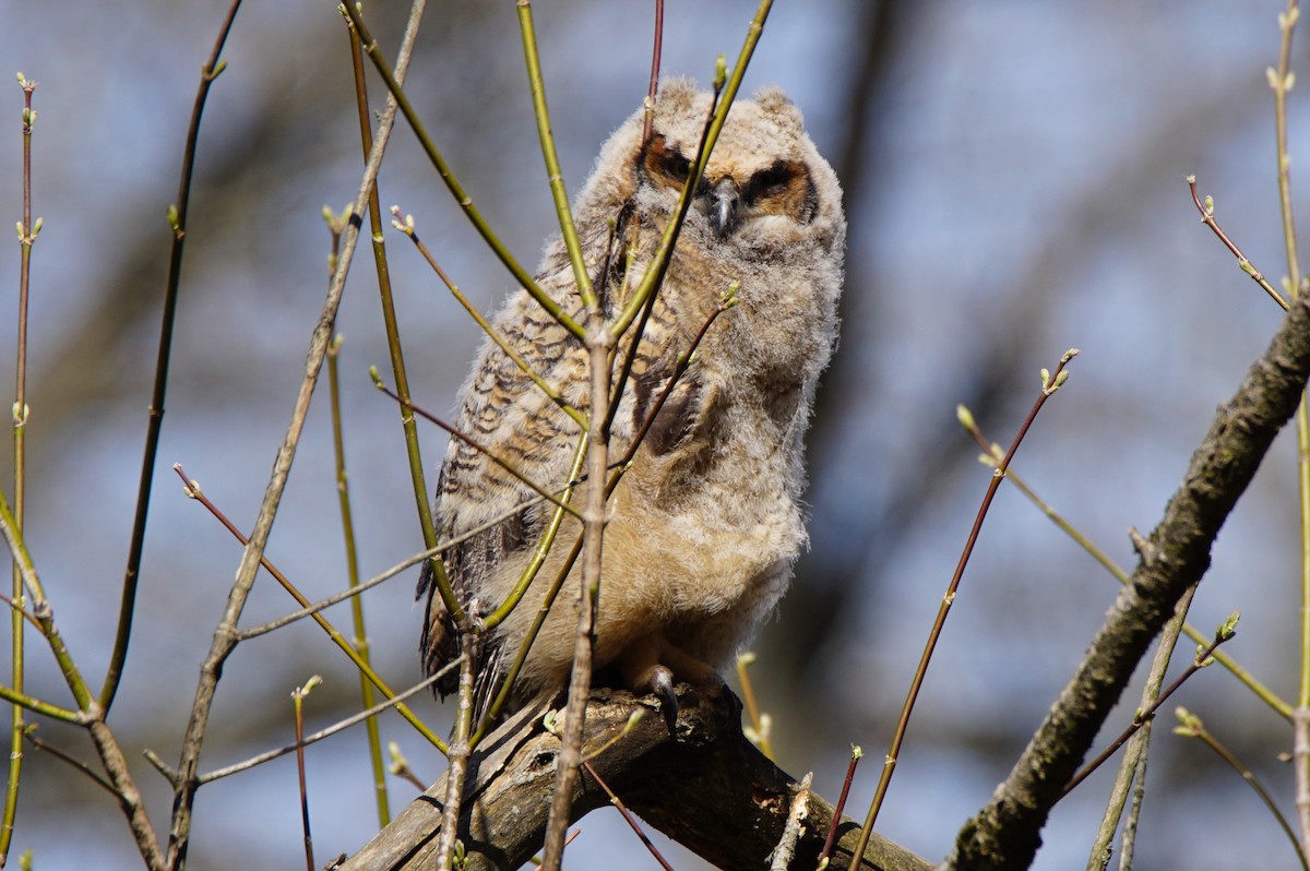 Great Horned Owl - ML226174851