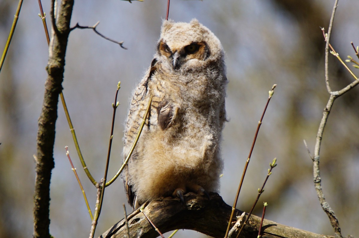 Great Horned Owl - ML226174901