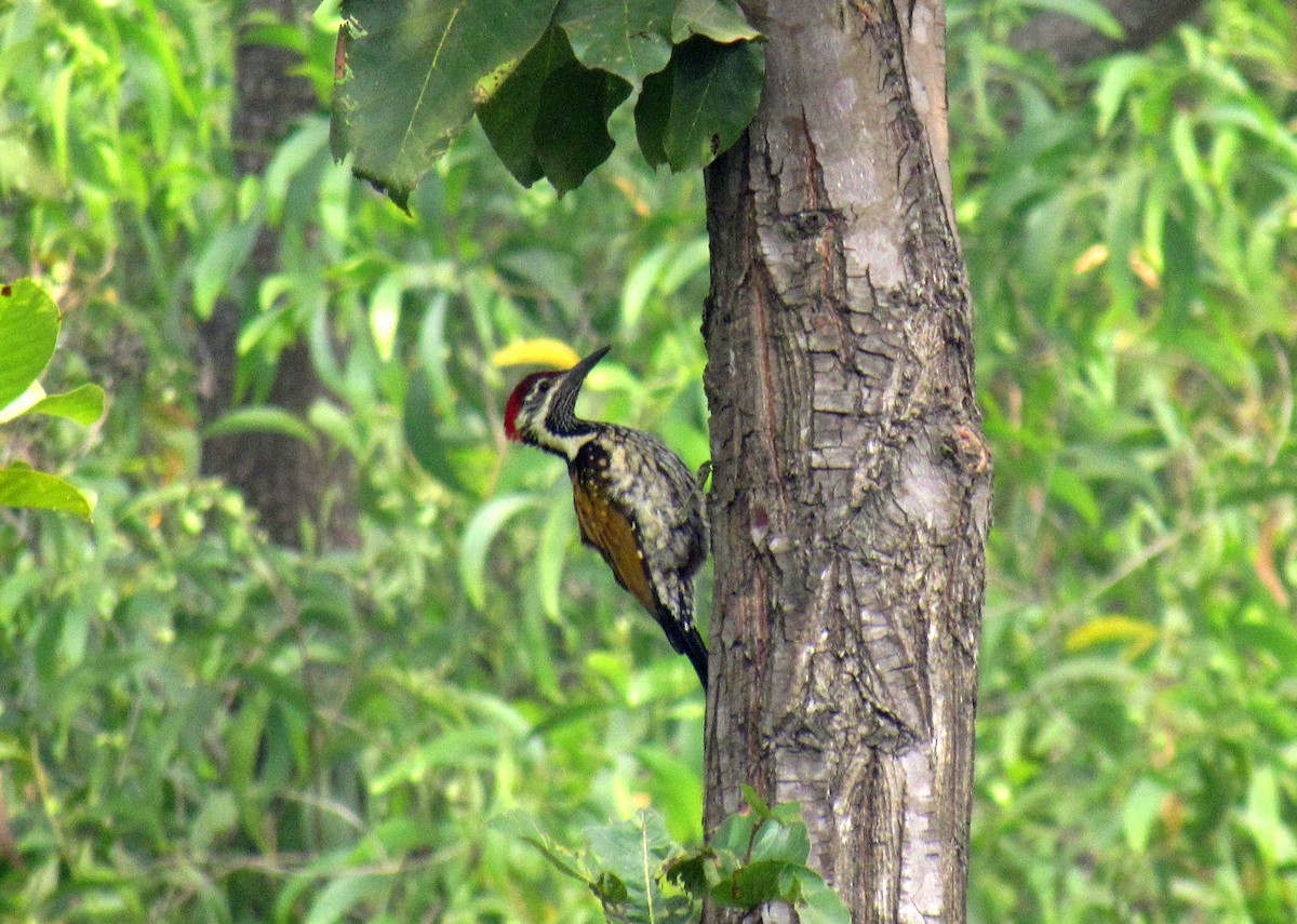 Black-rumped Flameback - ML22617521