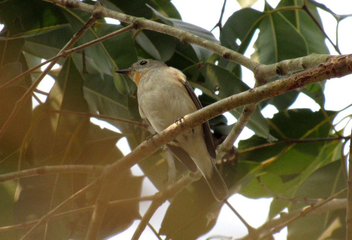 Taiga Flycatcher - ML22617531