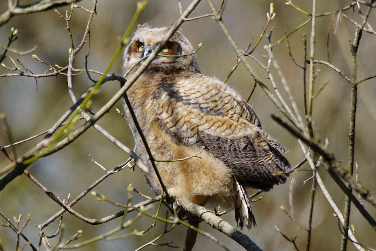 Great Horned Owl - ML226175881