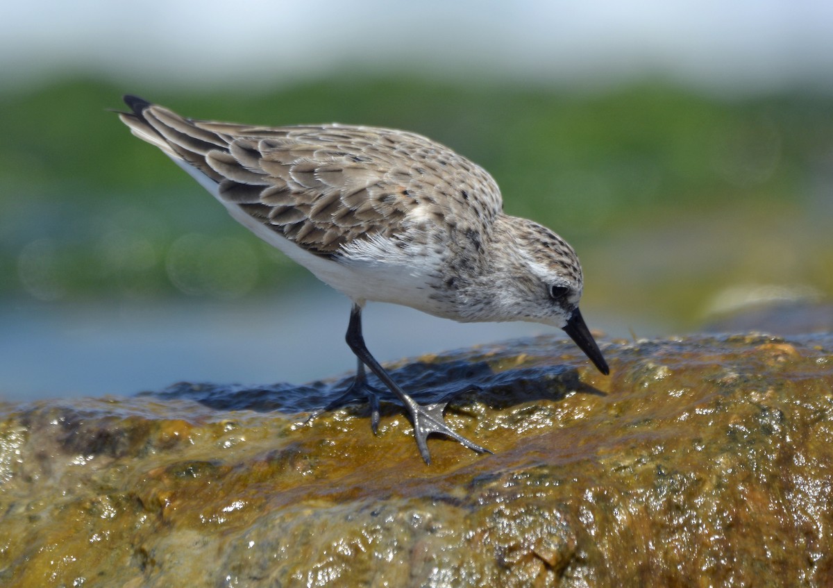 Semipalmated Sandpiper - Bill Schmoker