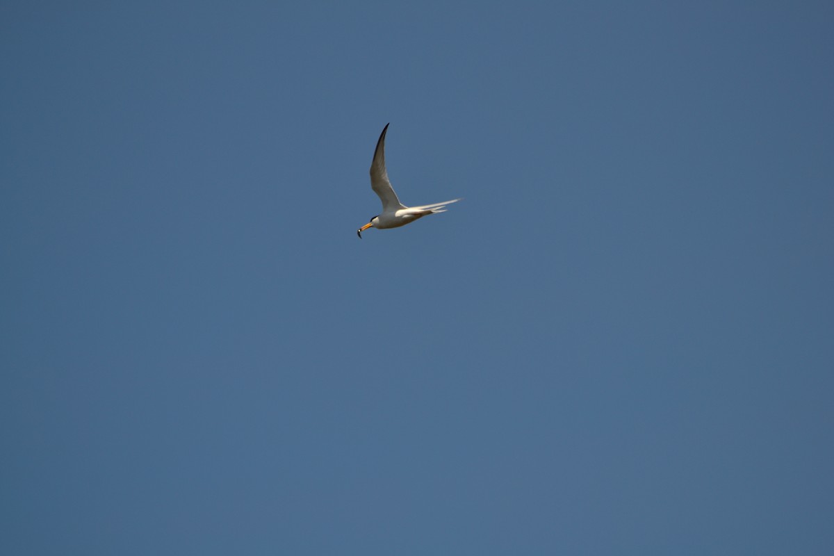 Least Tern - ML226179271