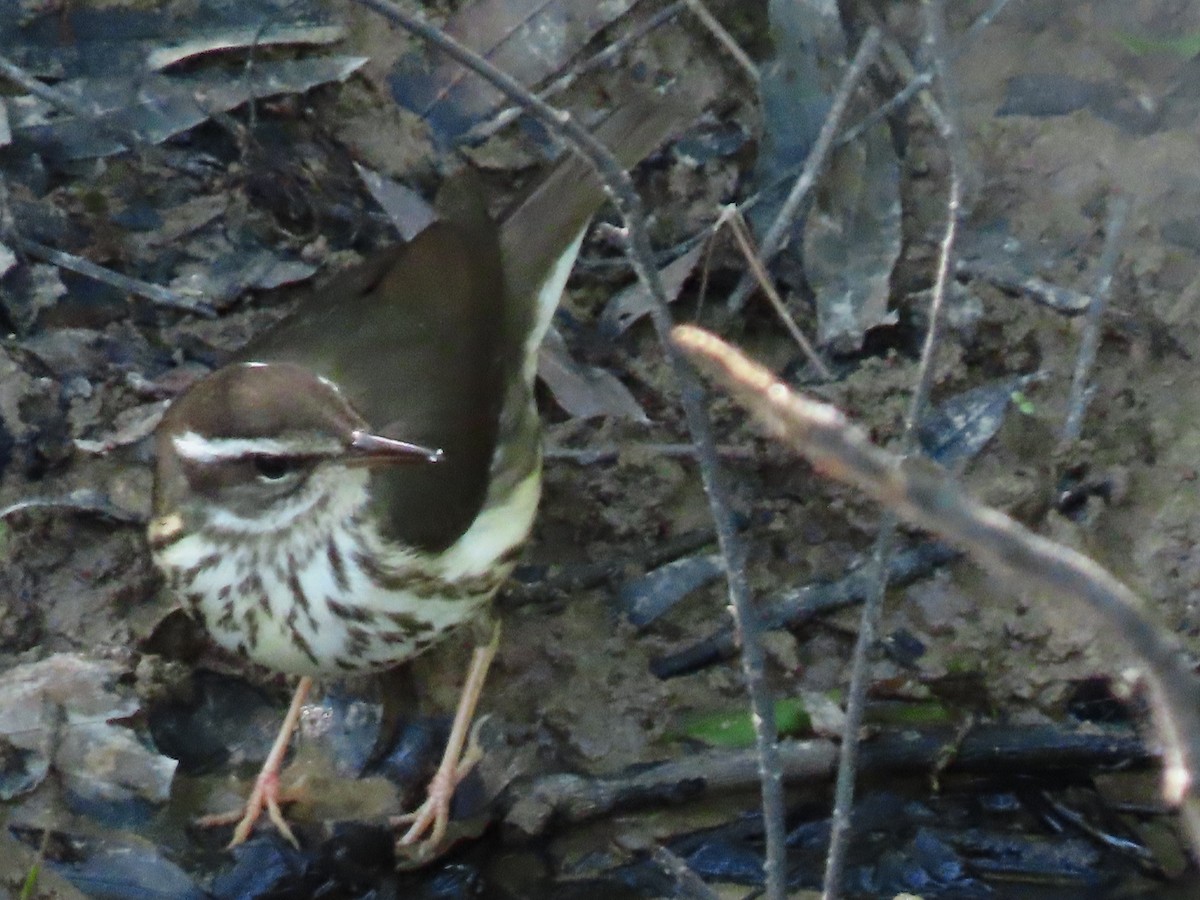 Louisiana Waterthrush - ML226180261