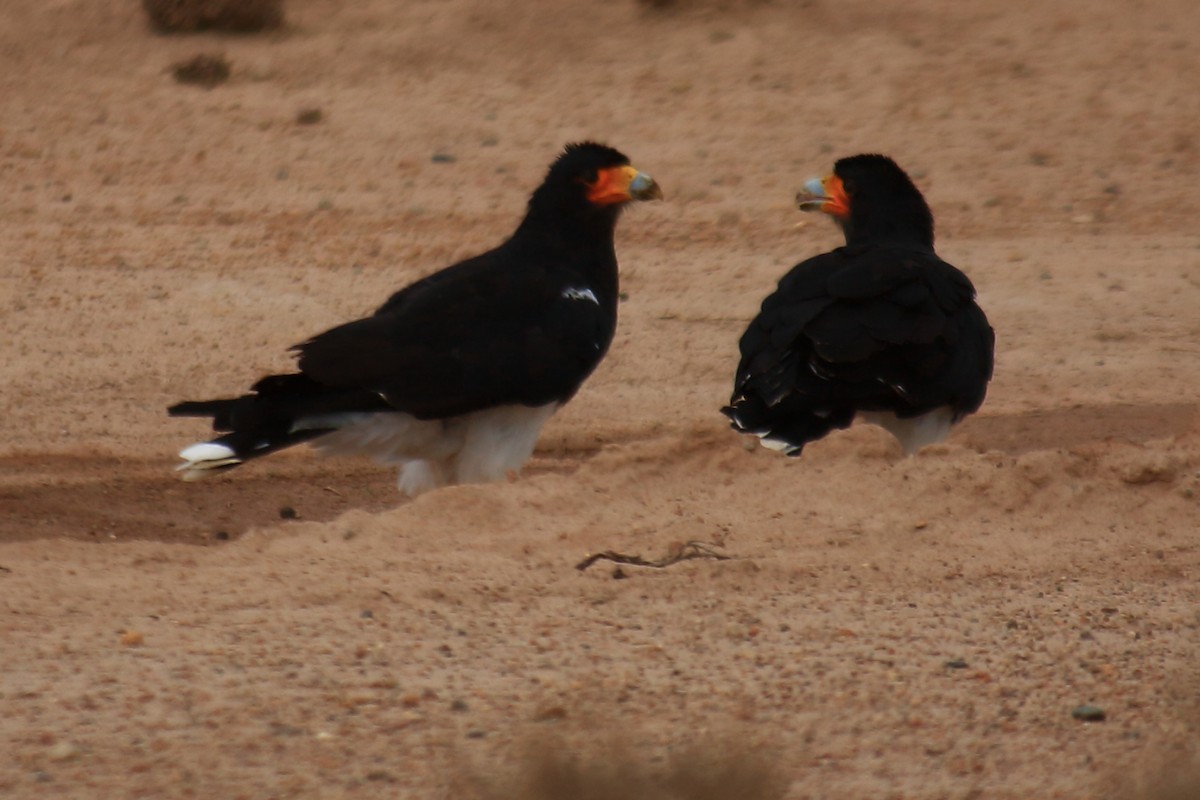 Mountain Caracara - ML226180321