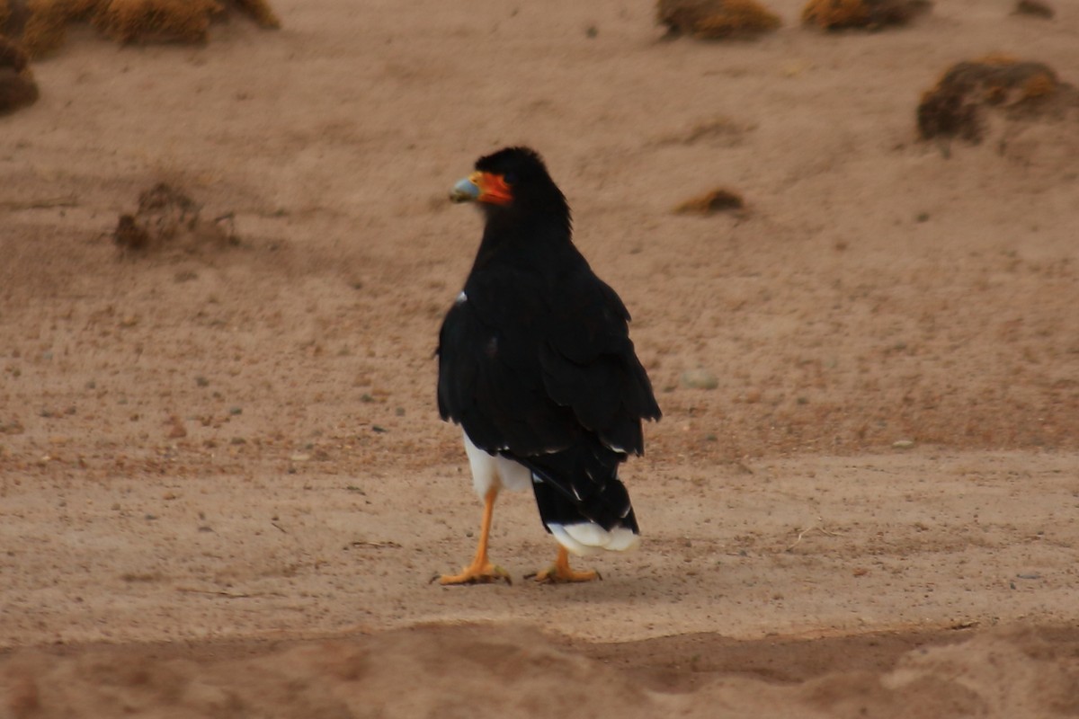 Mountain Caracara - ML226180331