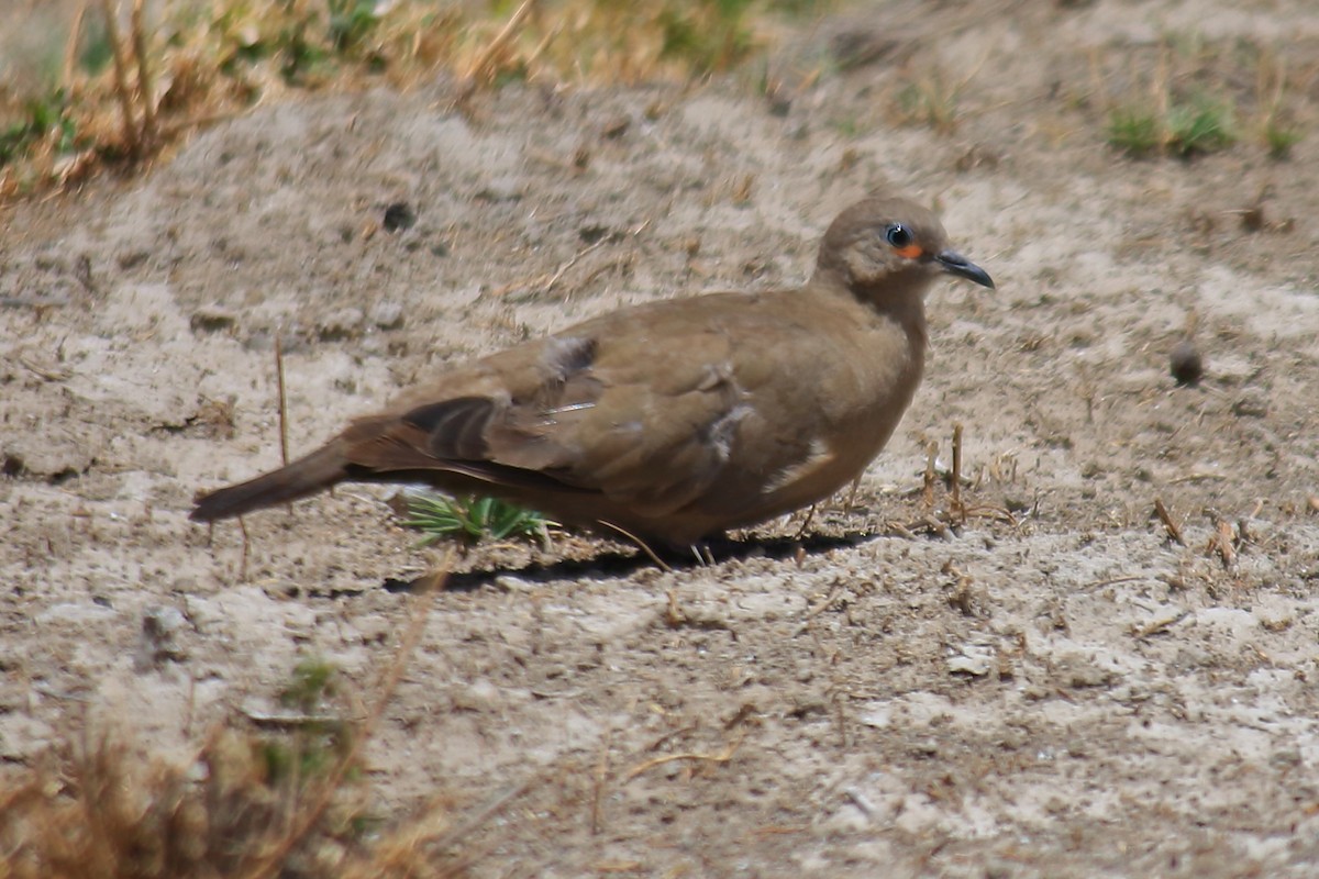 Bare-faced Ground Dove - Fabio Olmos