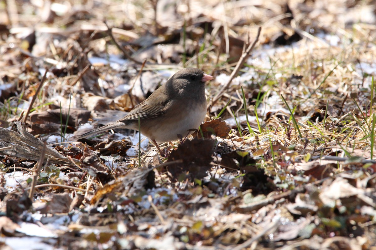 Dark-eyed Junco - ML226181971