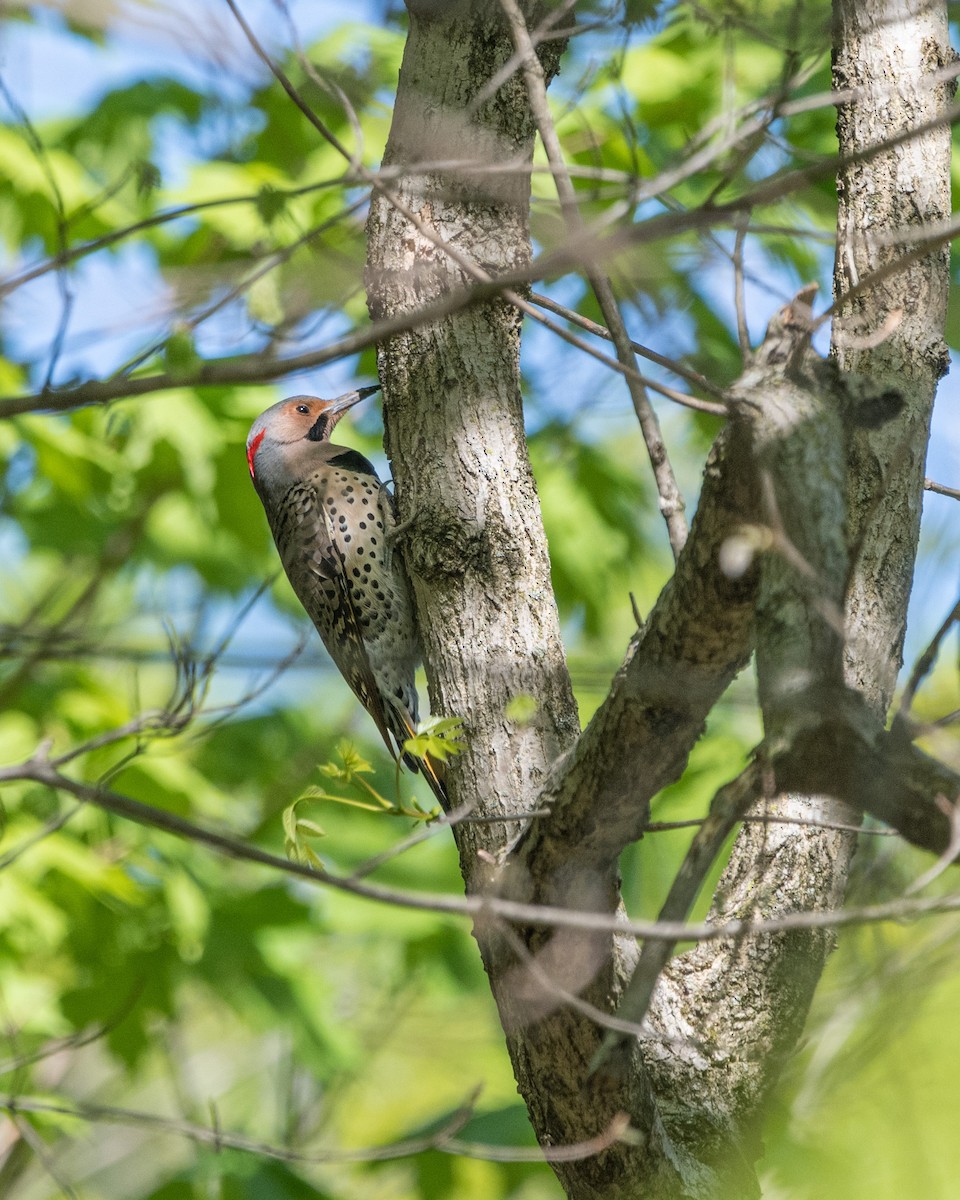 Northern Flicker - ML226183051