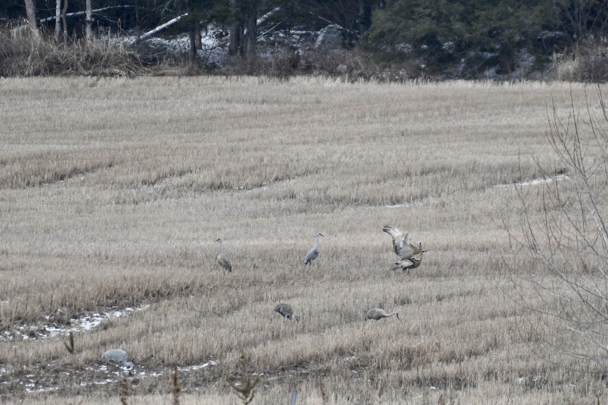 Sandhill Crane - Monica Siebert