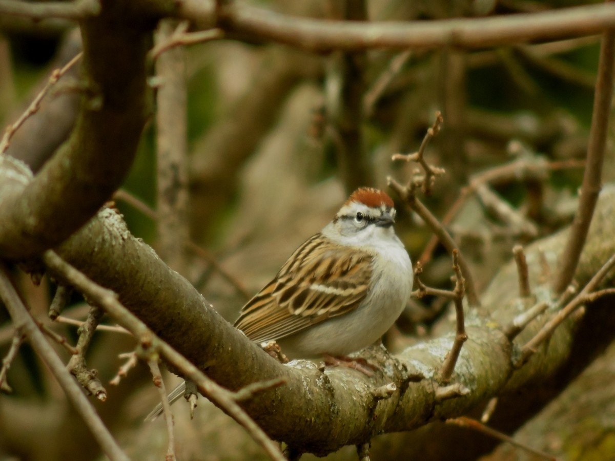 Chipping Sparrow - ML226185441