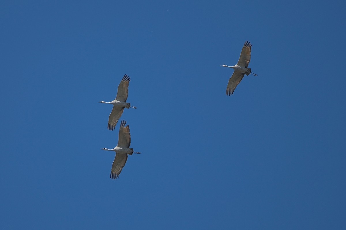 Sandhill Crane - ML226186011