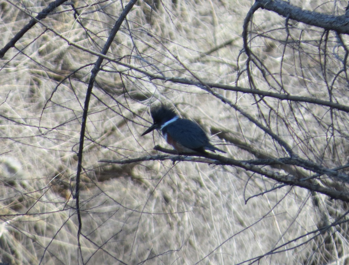 Belted Kingfisher - ML226186531