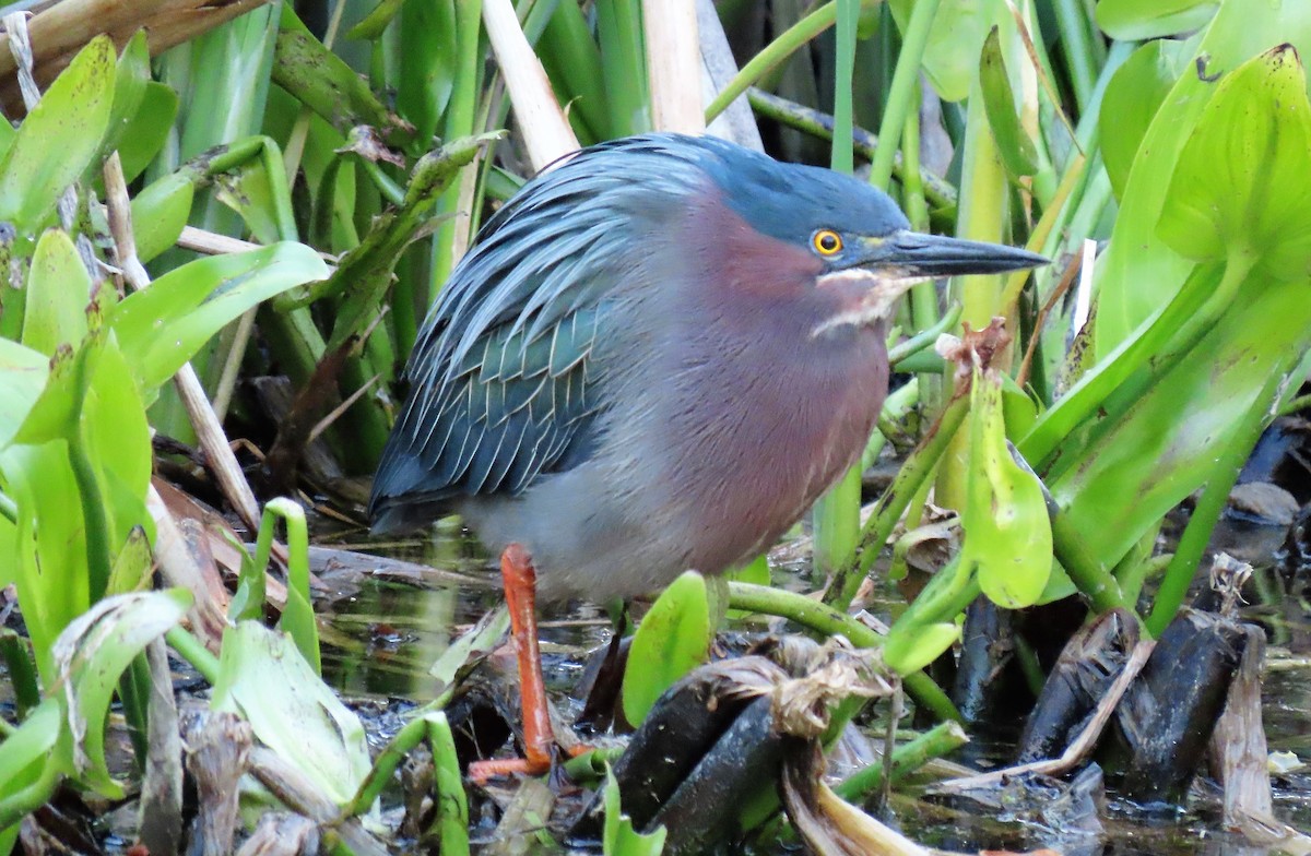 Green Heron - Anne Mytych