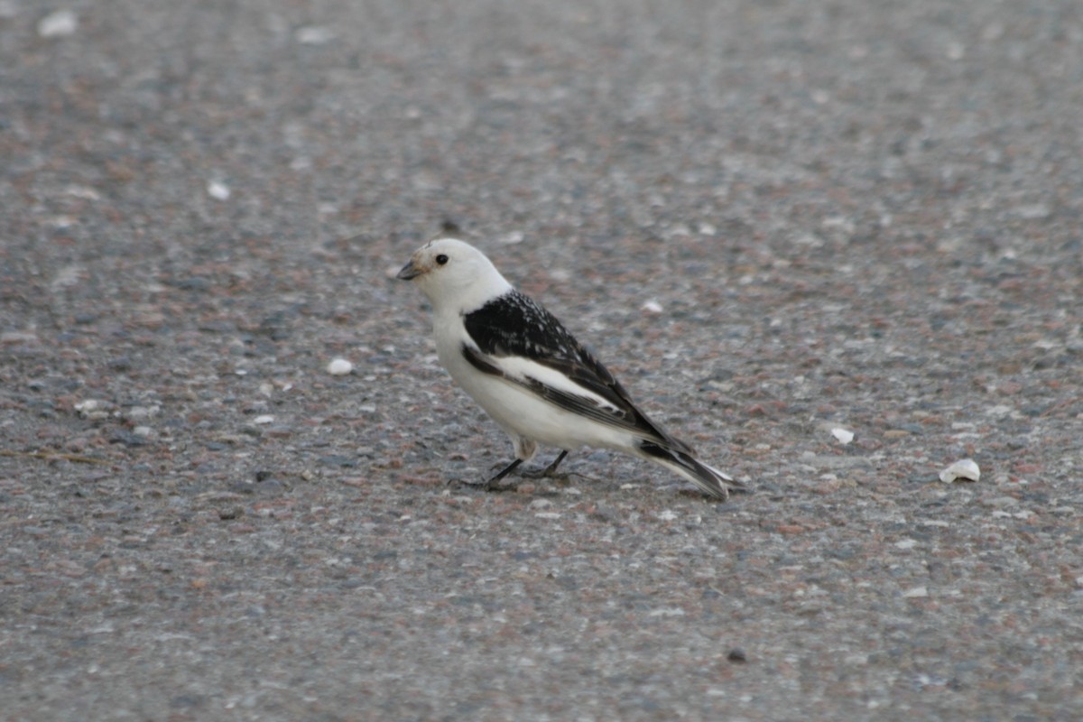 Snow Bunting - ML226187881