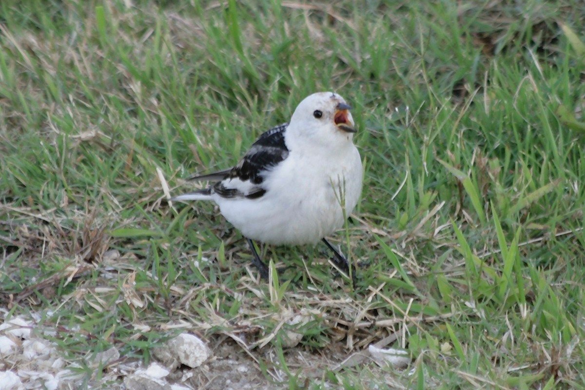 Snow Bunting - ML226187981