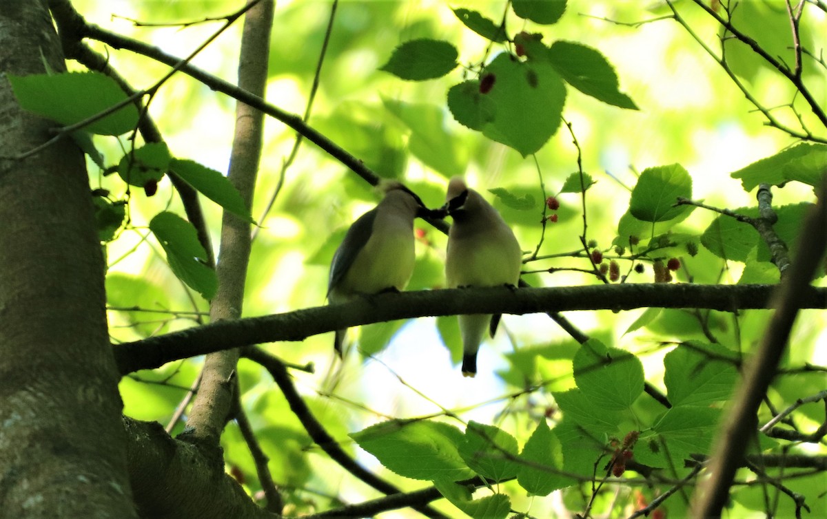 Cedar Waxwing - ML226188231