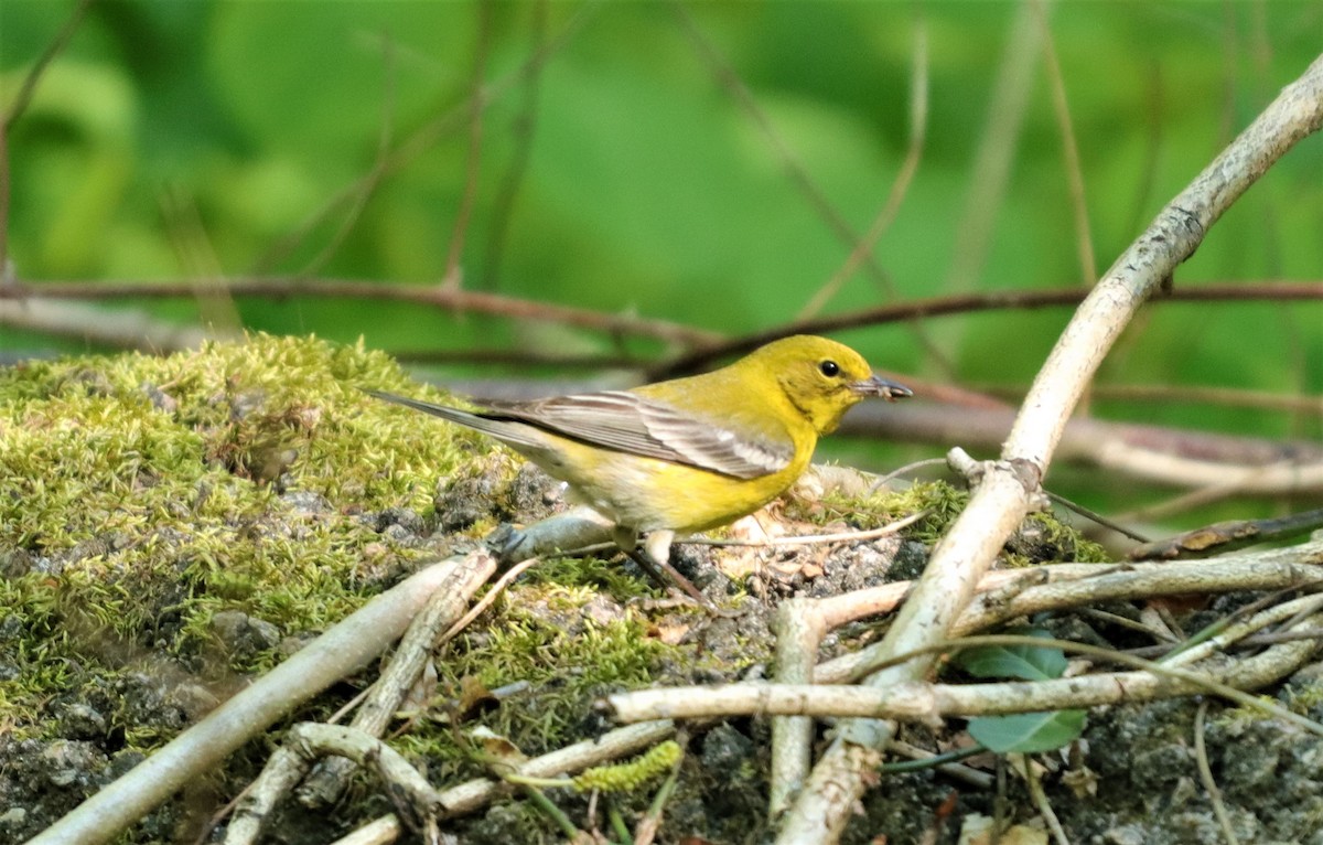 Pine Warbler - ML226188491