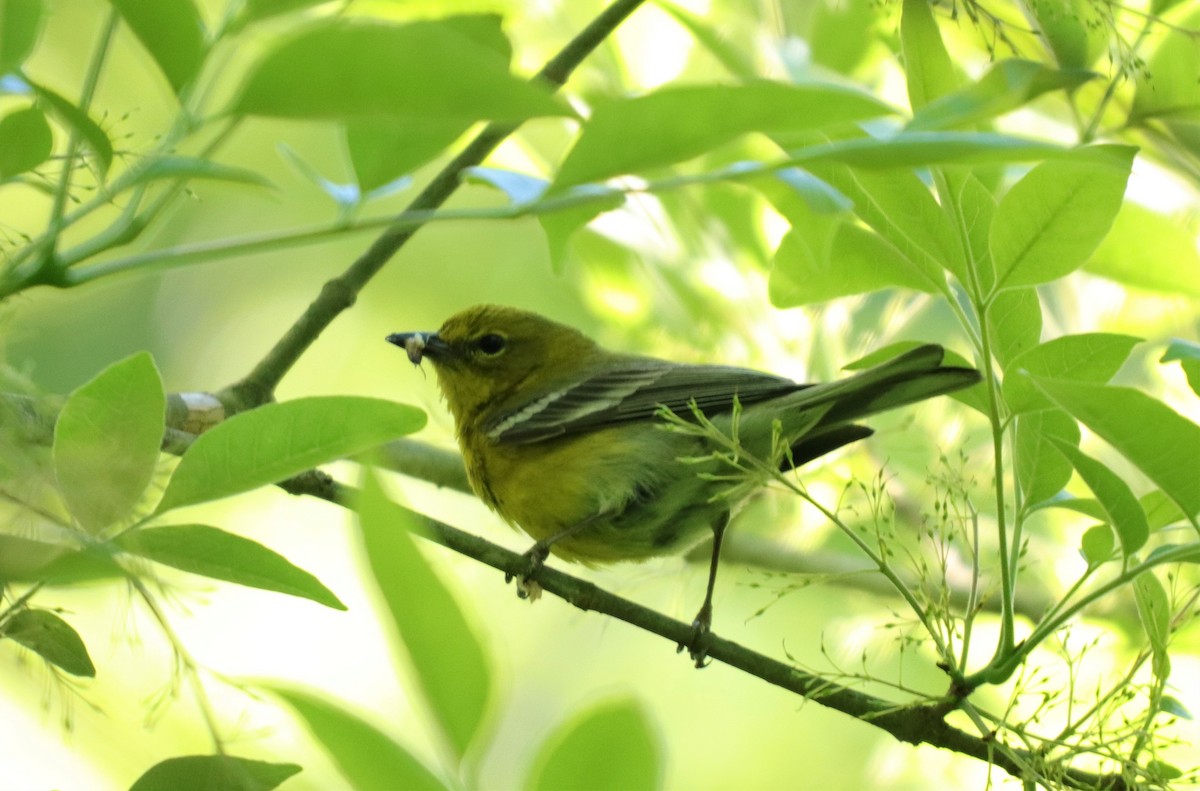 Pine Warbler - ML226188501