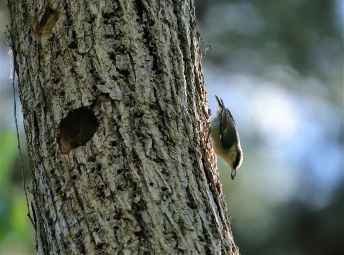 Brown-headed Nuthatch - ML226188781