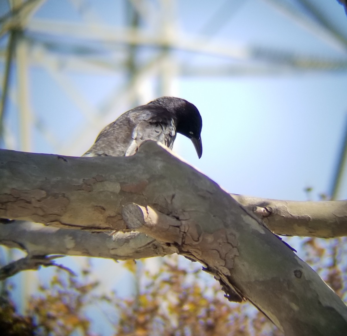 Great-tailed Grackle - ML226190891