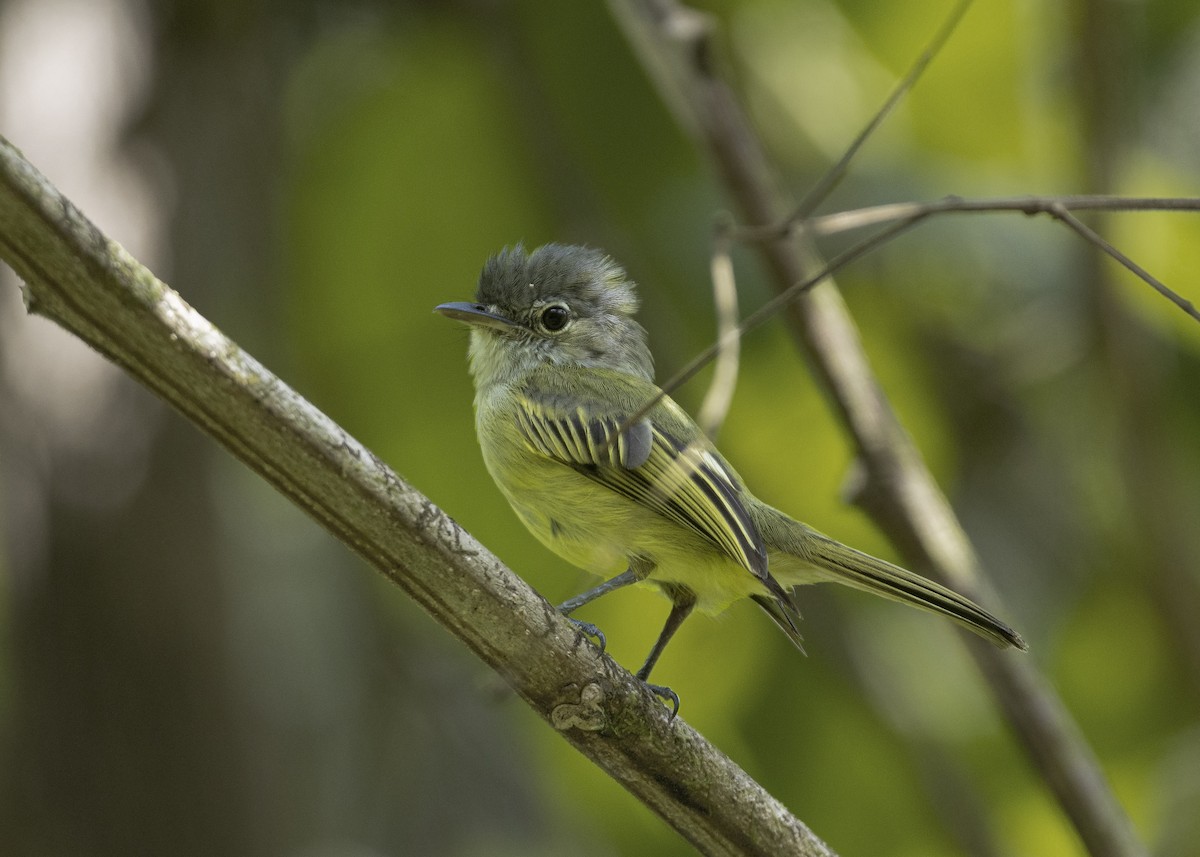 Yellow-winged Flatbill - Guillermo Saborío Vega