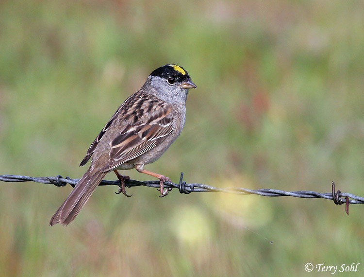 Golden-crowned Sparrow - ML226191231