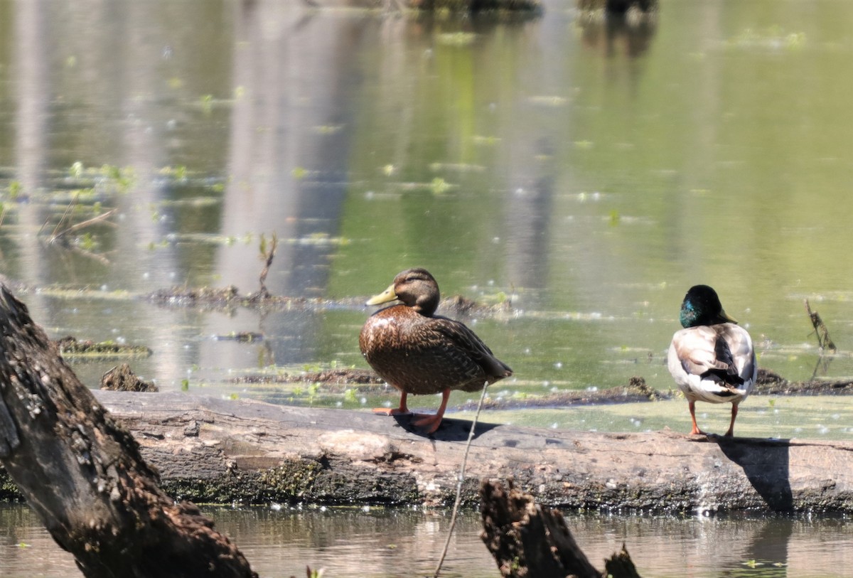 American Black Duck - ML226191451