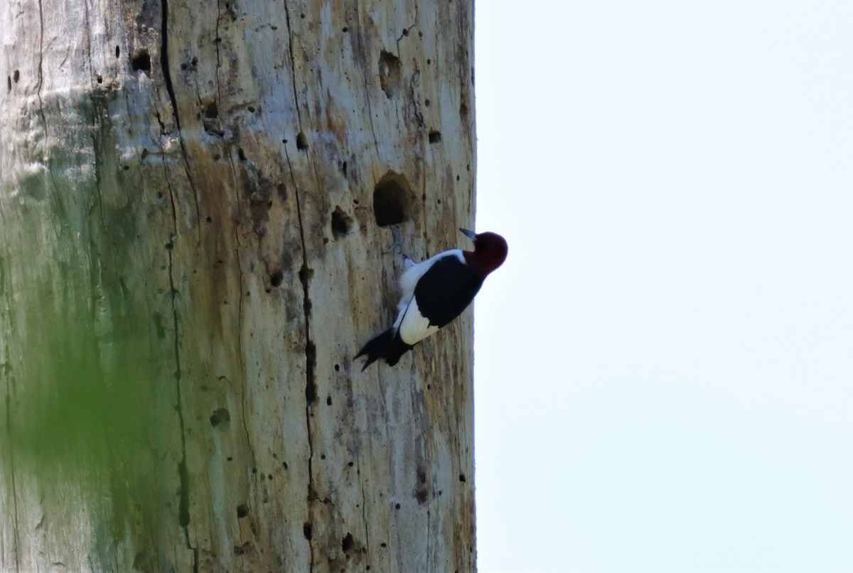 Red-headed Woodpecker - ML226191981