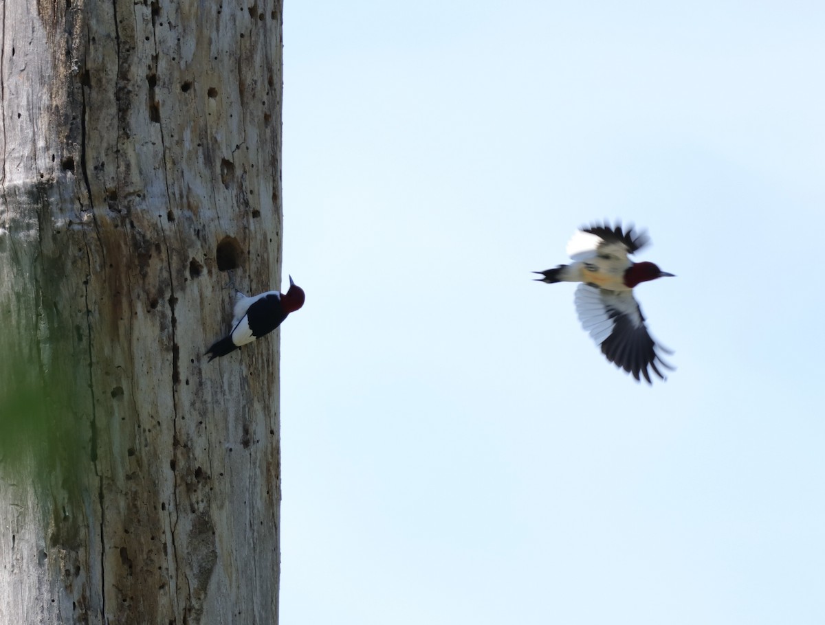 Red-headed Woodpecker - ML226192041